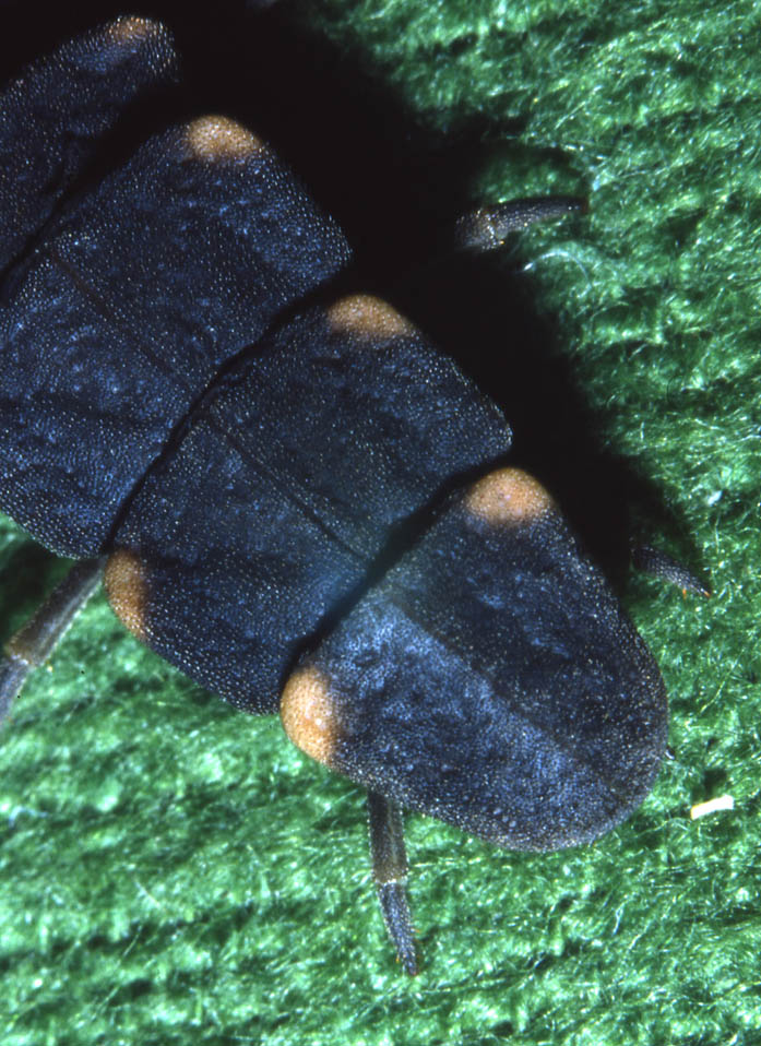 Larva di Lampyris noctiluca